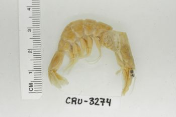 Media type: image;   Invertebrate Zoology CRU-3274 Description: Preserved specimen.;